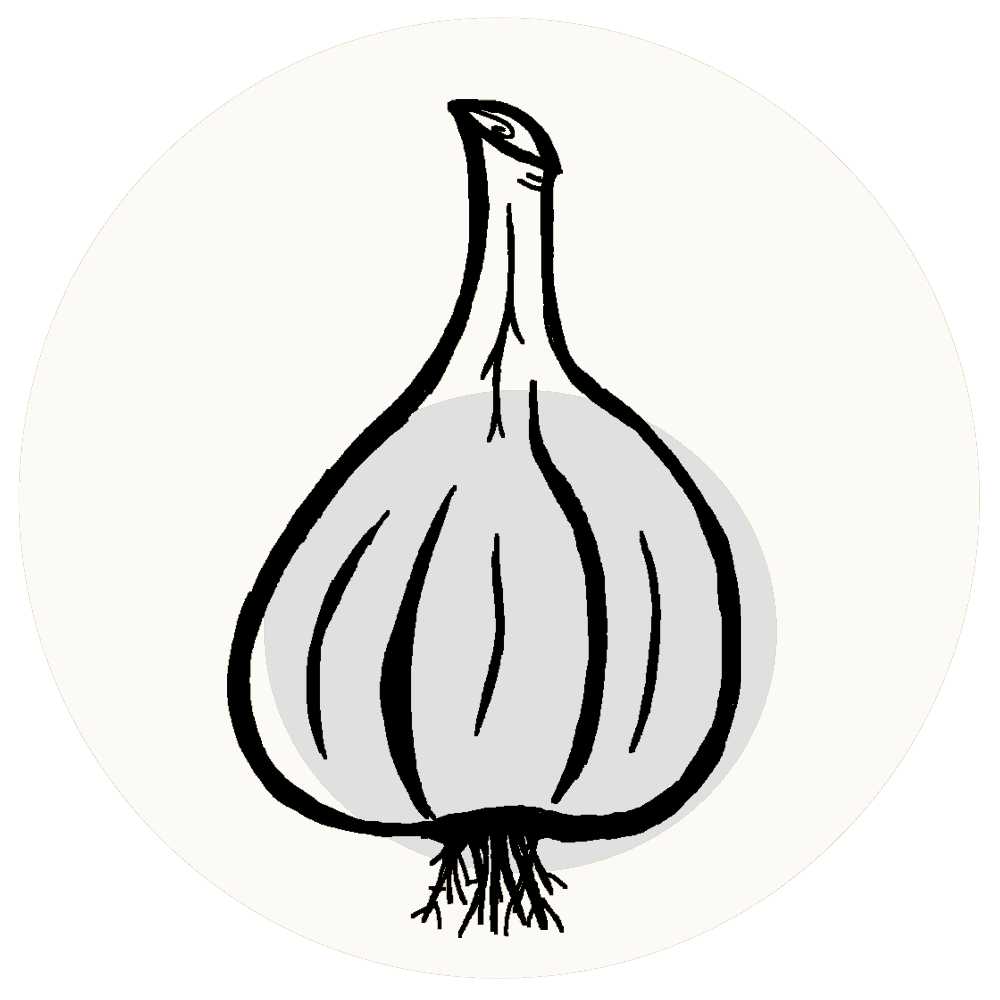 A hand drawing of a garlic bulb
