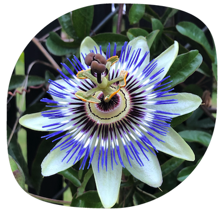 A photo of a white and purple passion flower